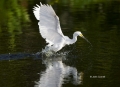Egret;Egretta-thula;Flight;Snowy-Egret;One;one-animal;avifauna;bird;birds;feathe